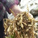 윤하농장 이미지