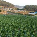 진도 무릉도원 이미지