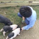 대관령 아기동물농장 이미지