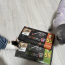 냥스타그램 | [협찬] 편식쟁이 러블 네루의 쉬바 멜티 후기