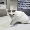 건강하게동물병원 이미지