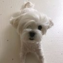 설레개 이미지