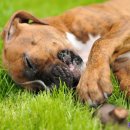 안산동물병원 이미지