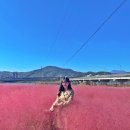 장기리마을회관 | [고령 대가야 어북실&amp;논공삼거리]핑크뮬리/황화코스모스/대구근교 꽃놀이