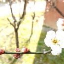 국힘 뜻대로 헌재 선고 다음주로 연기, '尹,한덕수,박성재 동시 파면 준비 절차 일수도' 이미지