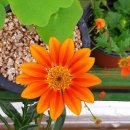 청와(아) 이미지