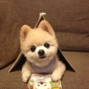 동글동글 이미지