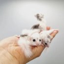 체리쉬펫 이미지