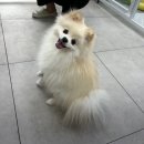 멍멍친구 애견샵 이미지