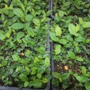 형제농원 이미지