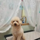 늘, 이쁘개 이미지