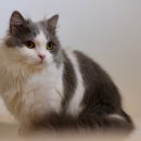 나폴레옹(Napoleon) 이미지