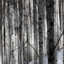 원대리 자작나무숲 이미지