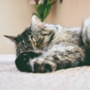 갈매동물병원 이미지