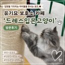 고양이 - 동해시 한섬로 128 | 유기묘 보호소 신정호 카페 ‘드레스입은 고양이’ 방문후기
