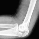 도그파파안 이미지