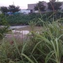 함박꽃웃음 붓꽃마을 이미지