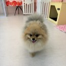 허니바우 이미지