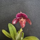 Paphiopedilum Robin Hood 이미지