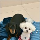 부산애견호텔 강아지 유치원 맘바이 서면본점 이미지