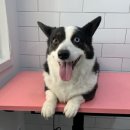 엘로이펫(L.ROYpet) 이미지