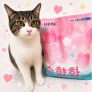 향 | CUTEPOL 수향화 카사바 고양이 모래 벚꽃향 후기