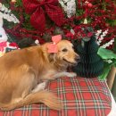 개르띠에 | 창원애견미용 대형견 미용할수 있는 곳 개르띠에