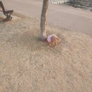 스위티독 이미지