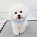 쁘띠몽펫샵 이미지