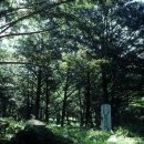 5월4일-6일 천혜의 자연 속에서 펼쳐지는 고흥 비자나무 숲 힐링여행 28인승리무진 이미지