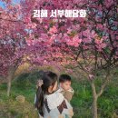 서부로 | 김해 서부해당화 명소 위치 메타세콰이어 숲 주차 꽃구경 후기 숨은 스팟