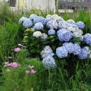 와현비치펜션 이미지