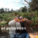 카페귤한가 | 제주도 | 겨울 귤따기 체험 후기 (귤한가 카페)