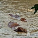 곡성-247 이미지