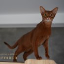 캐터리 페르마타 이미지