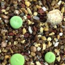 싱글싱글 이미지