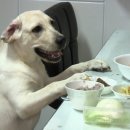 악동강아지 이미지