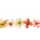 에덴플라워 이미지