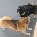 매일행복하개 이미지