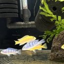 포켓피쉬 이미지