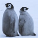 펭귄 이미지