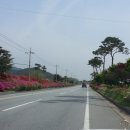 섬진강변 철쭉길 이미지