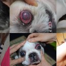 전동물병원 이미지