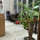 헤어샵다솜