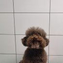 오룡애견미용 이미지