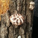 호영농장 이미지