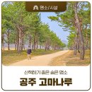 곰사당 | 공주 산책하기 좋은 숲속 길 코스 고마나루 봄나들이 추천