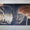 치매와 구강세균 이미지