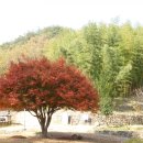 화순 쌍봉사 철감  이미지