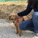 견생일기 이미지